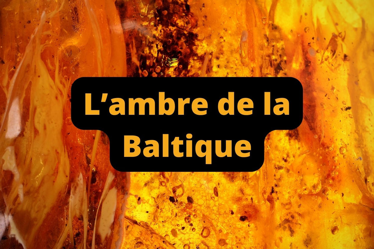 L'ambre de la Baltique : plongez dans l'histoire fascinante de cette résine précieuse
