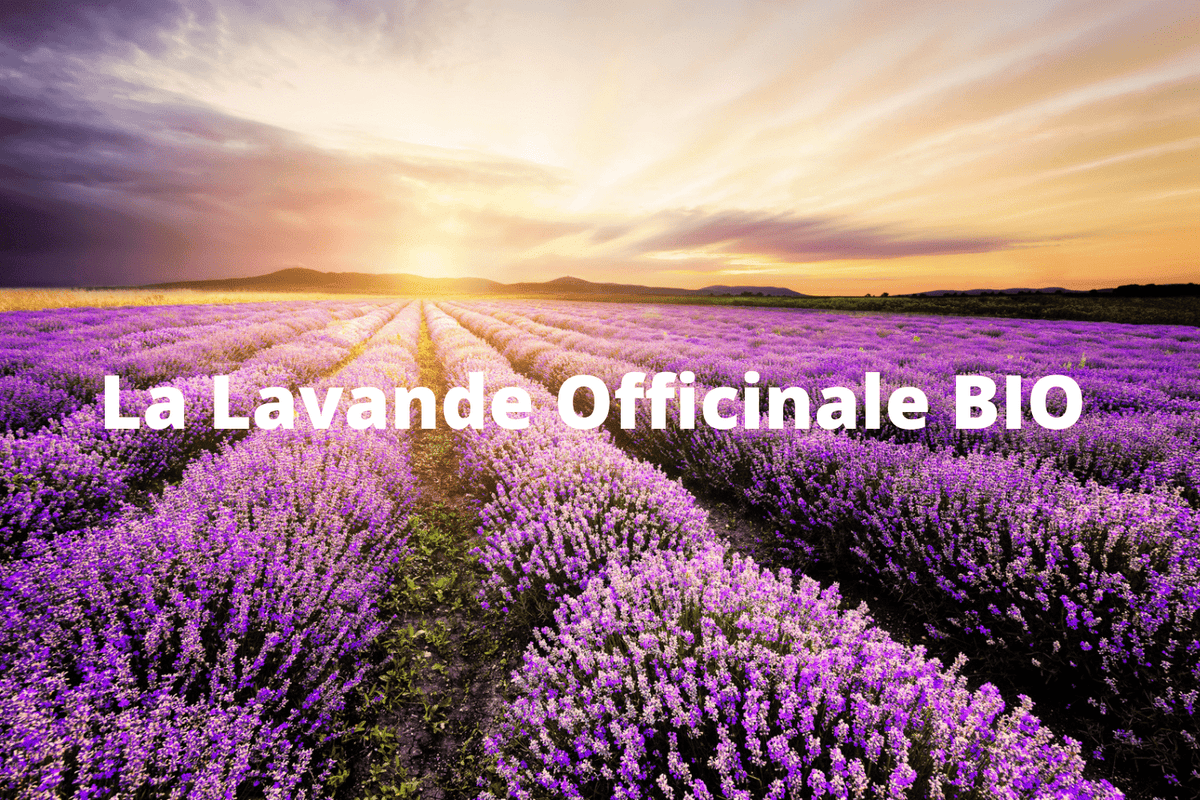 Les vertus de l’huile essentielle de Lavande Officinale BIO