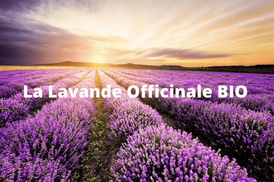 Les vertus de l’huile essentielle de Lavande Officinale BIO