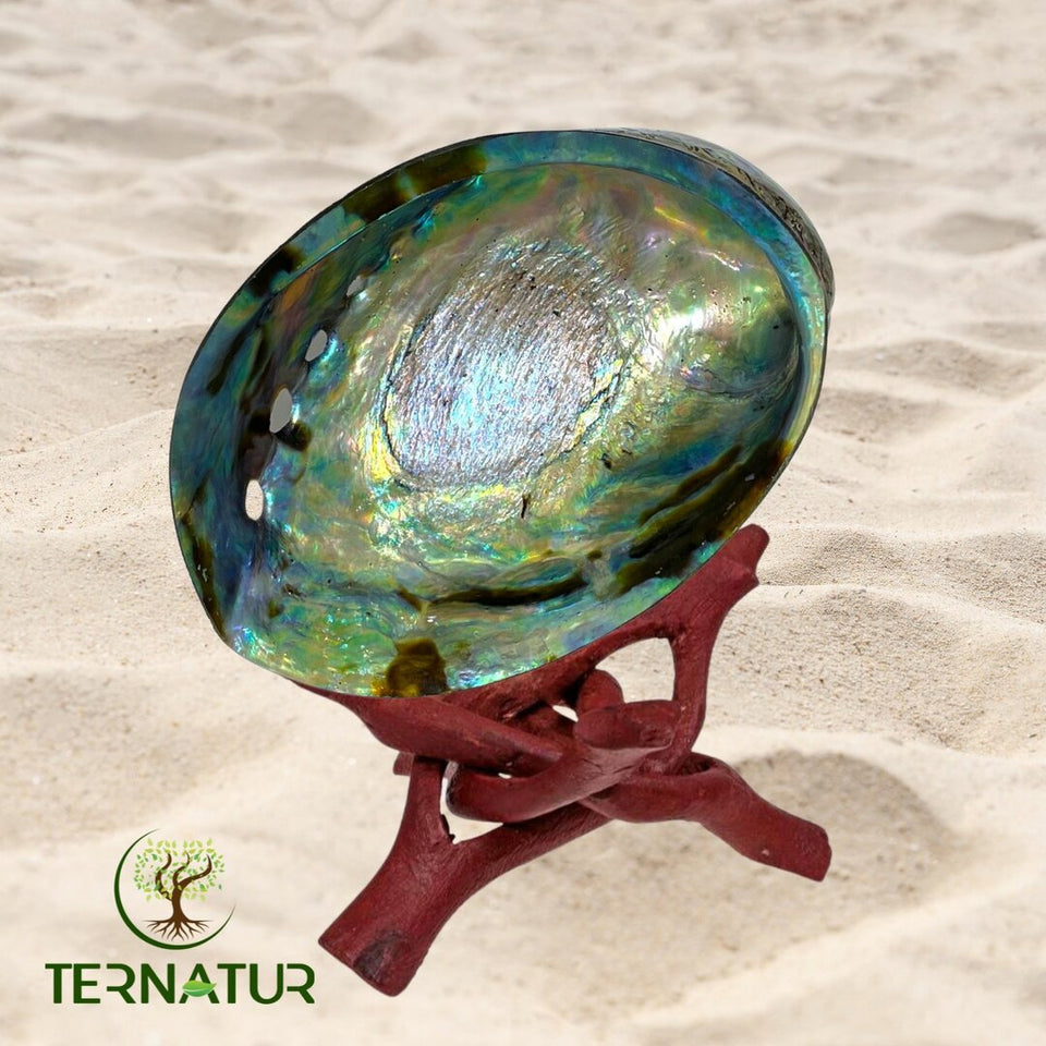 Abalone naturelle Arc-en-ciel - Coquille d'Ormeau + Support en bois
