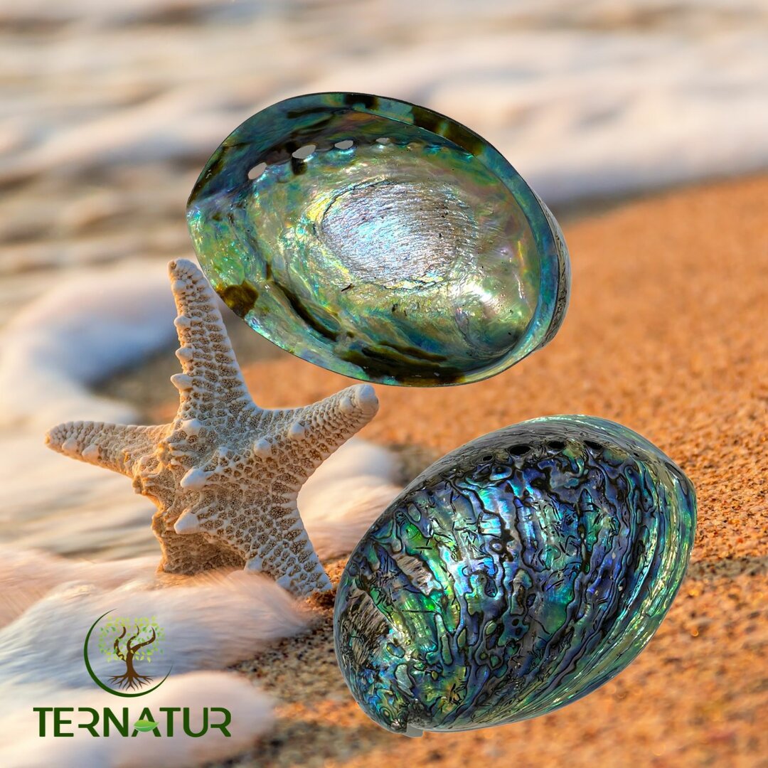Abalone naturelle Arc-en-ciel - Coquille d'Ormeau + Support en bois