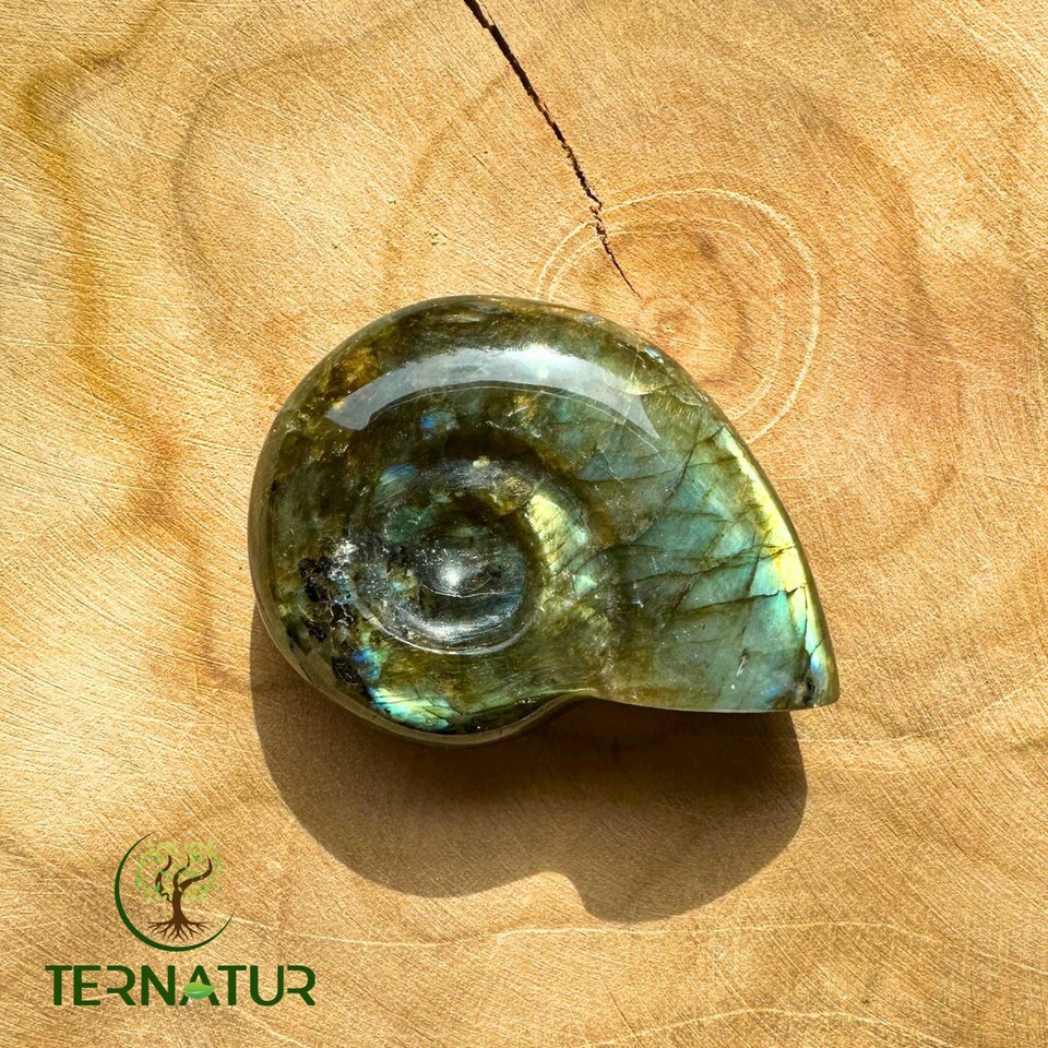 Ammonite en Labradorite