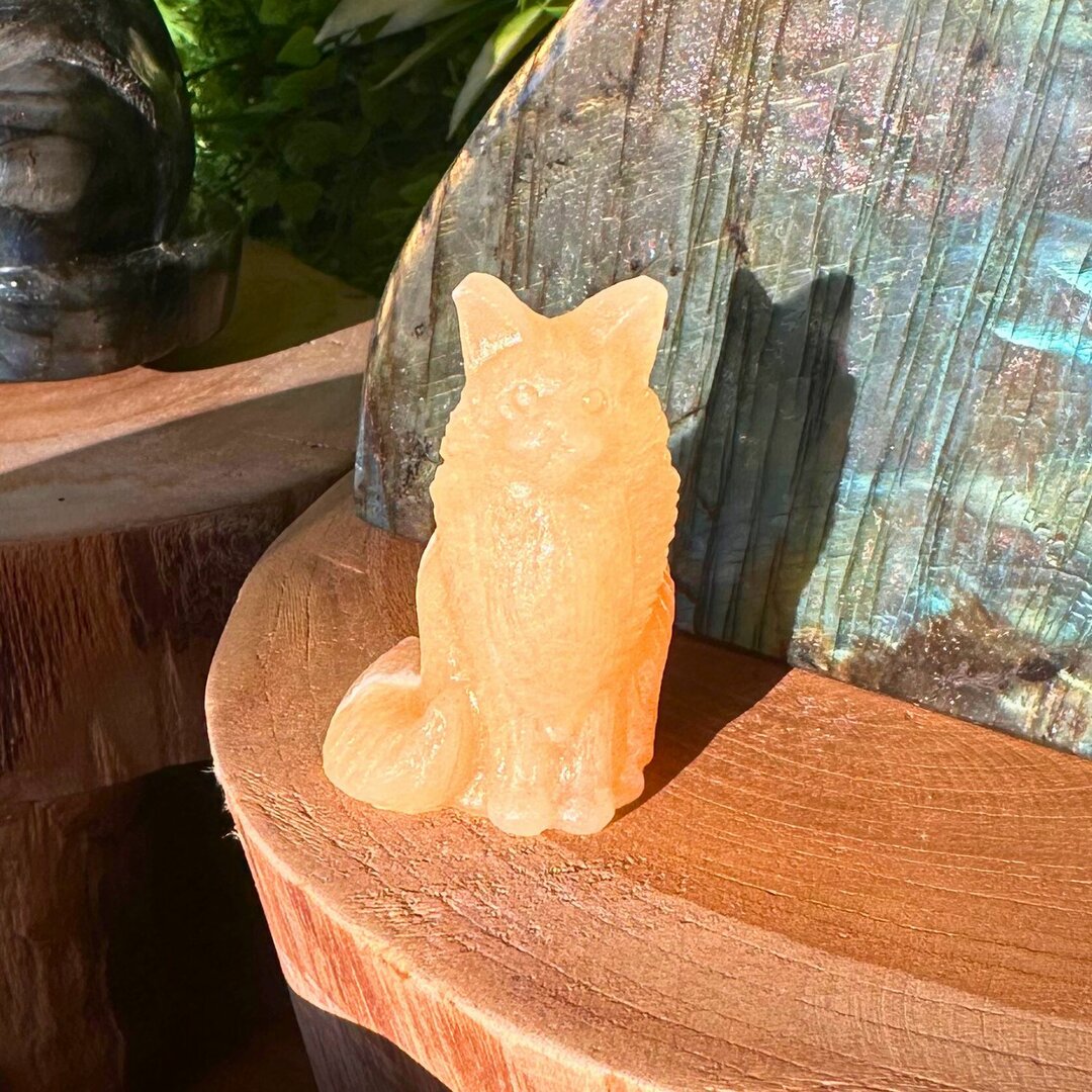 Chat "Main Coon" en Calcite Orange