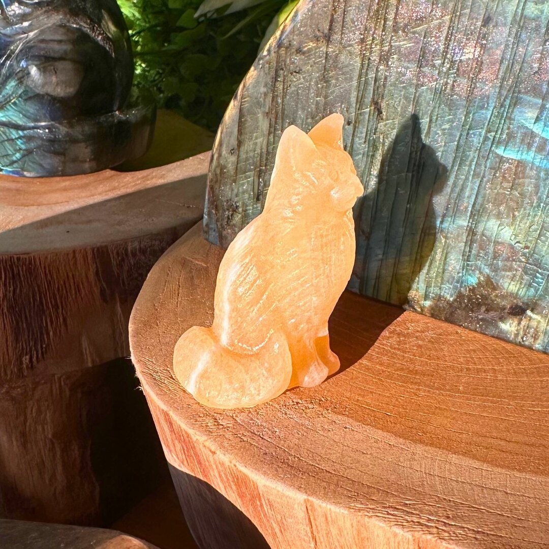 Chat "Main Coon" en Calcite Orange