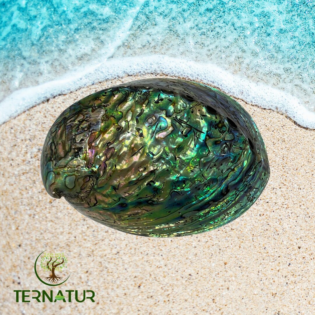 Abalone naturelle Arc-en-ciel - Coquille d'Ormeau + Support en bois