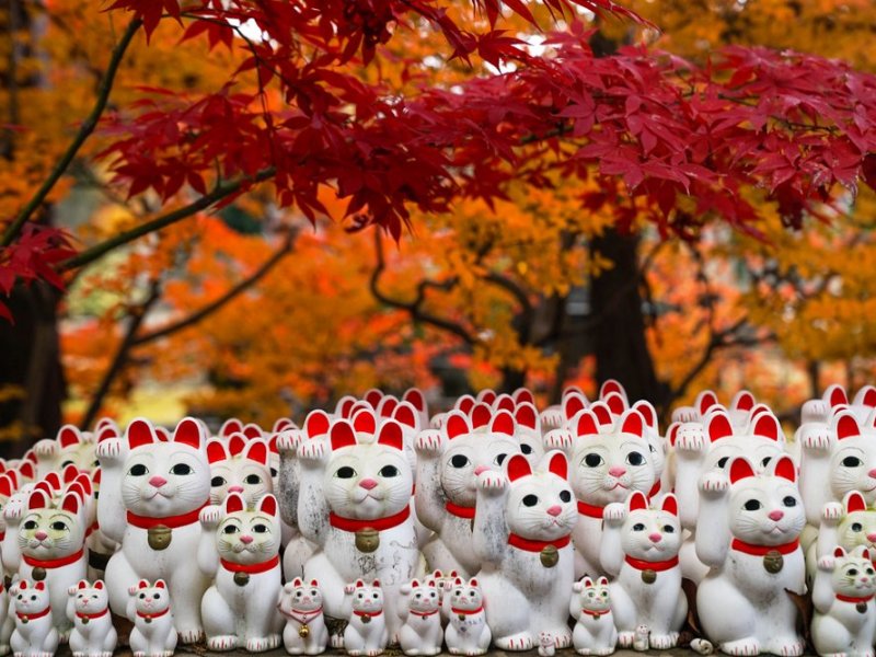 Chat Porte-bonheur Maneki Neko Shiro Blanc